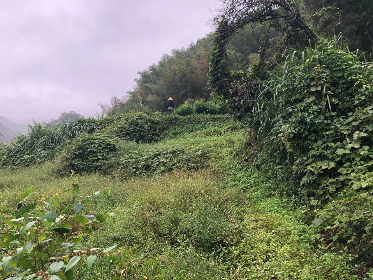 PP电子游戏规划 | 我司地皮整治项目二次荣登央视，荒地变良田，智绘好丰景